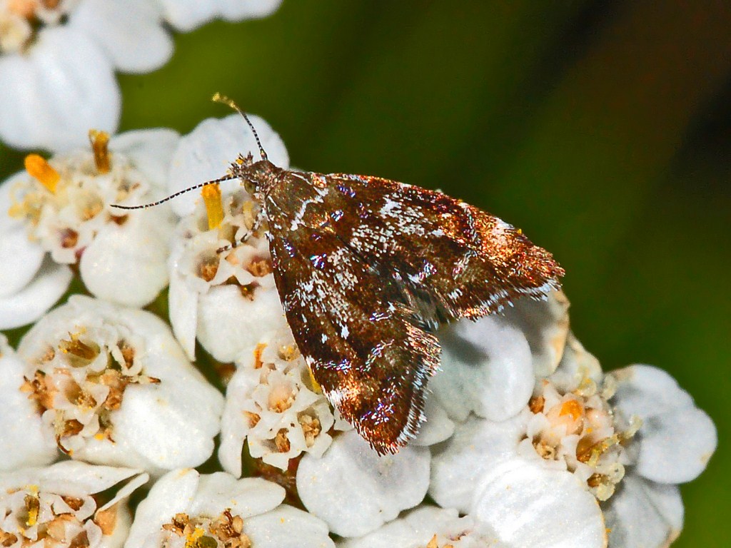 Prochoreutis sp.  (Choreutidae) - da identificare